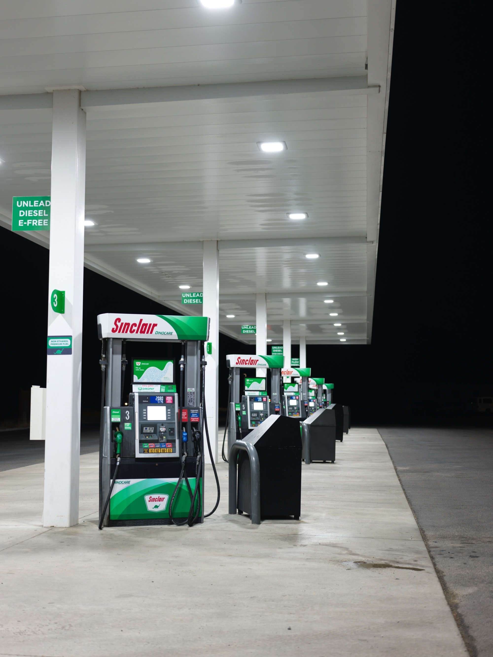 Yellowstone wildlife