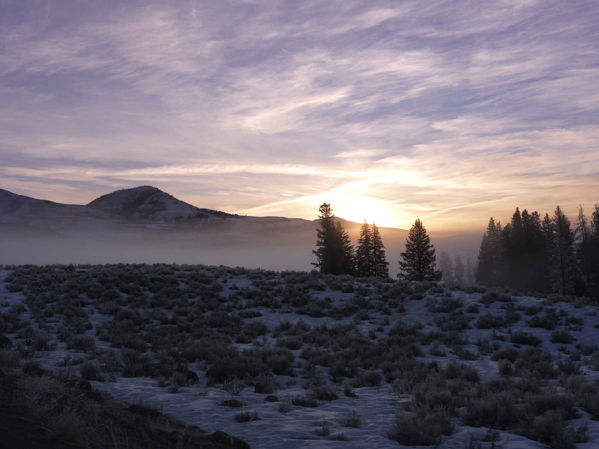 Yellowstone wildlife