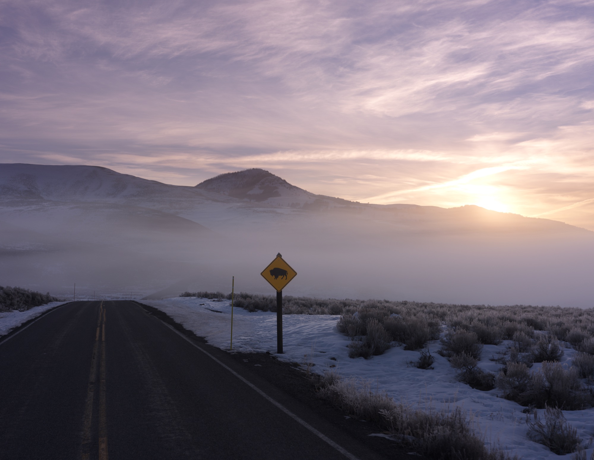 Yellowstone wildlife