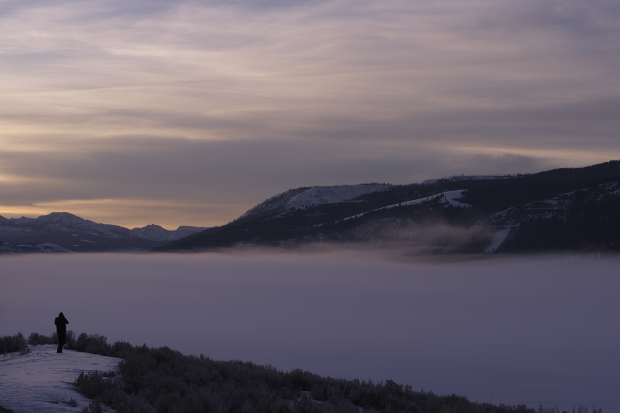 Yellowstone wildlife