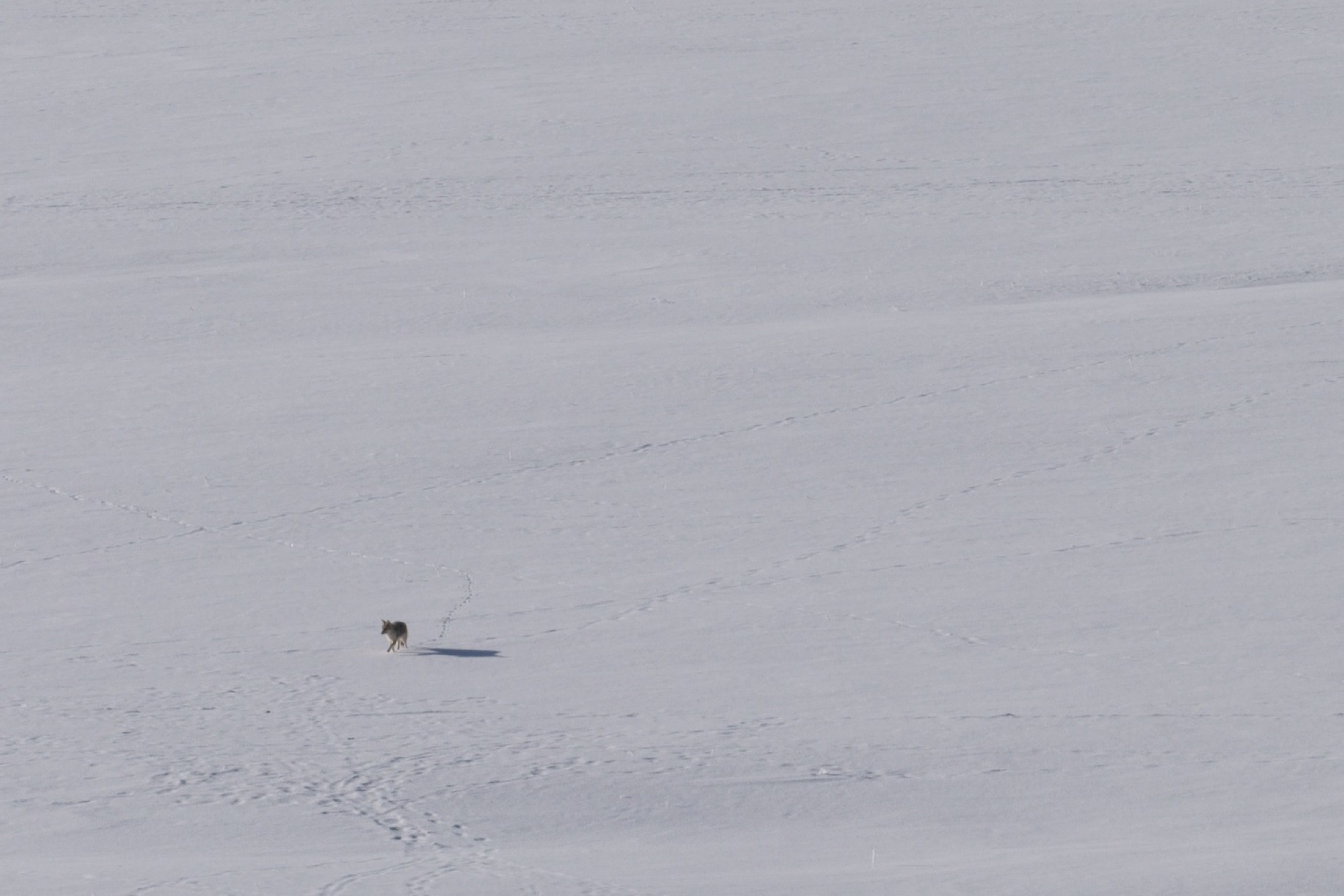 Yellowstone wildlife